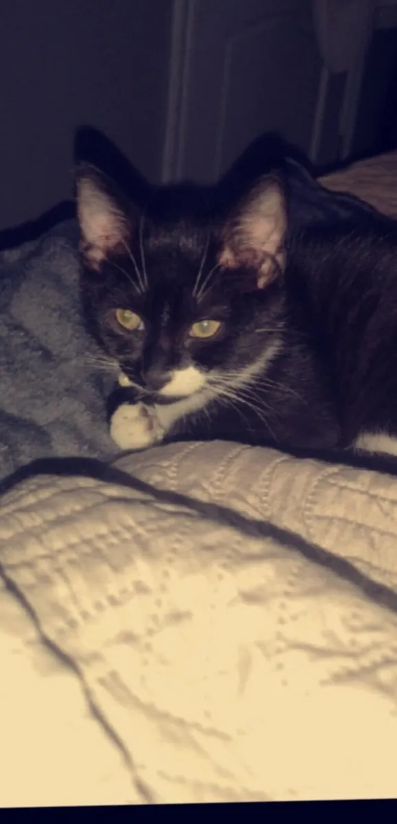 Cat - Image 3