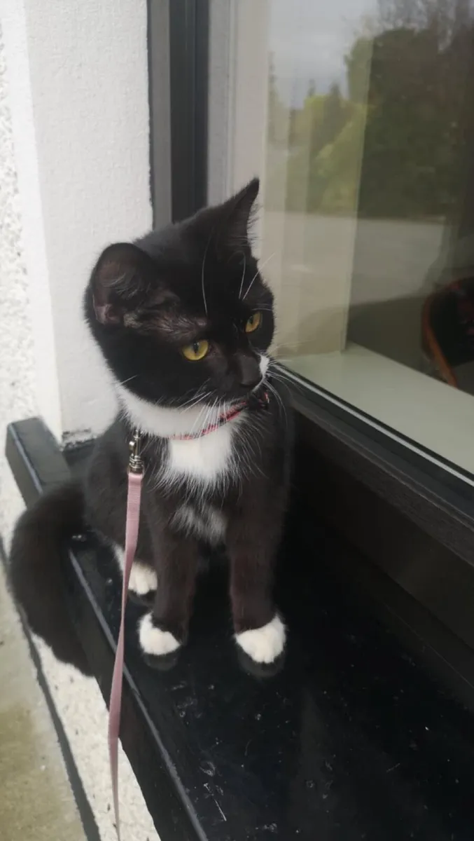 Cat - Image 1
