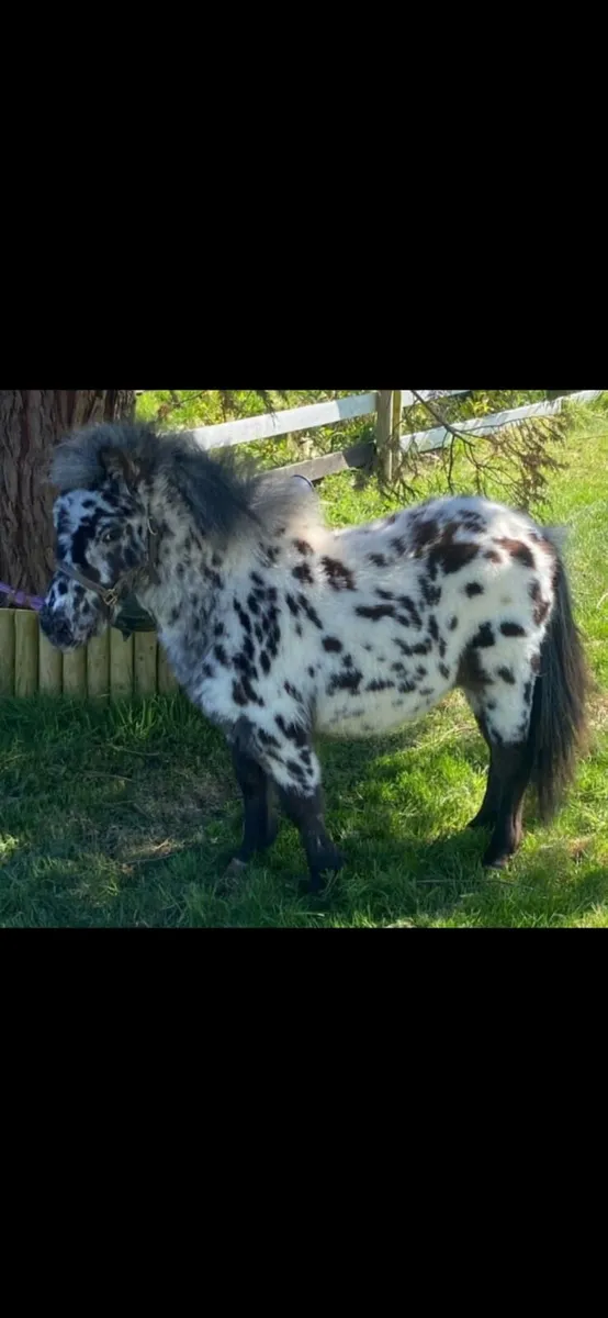 Miniature pony for STUD - Image 1