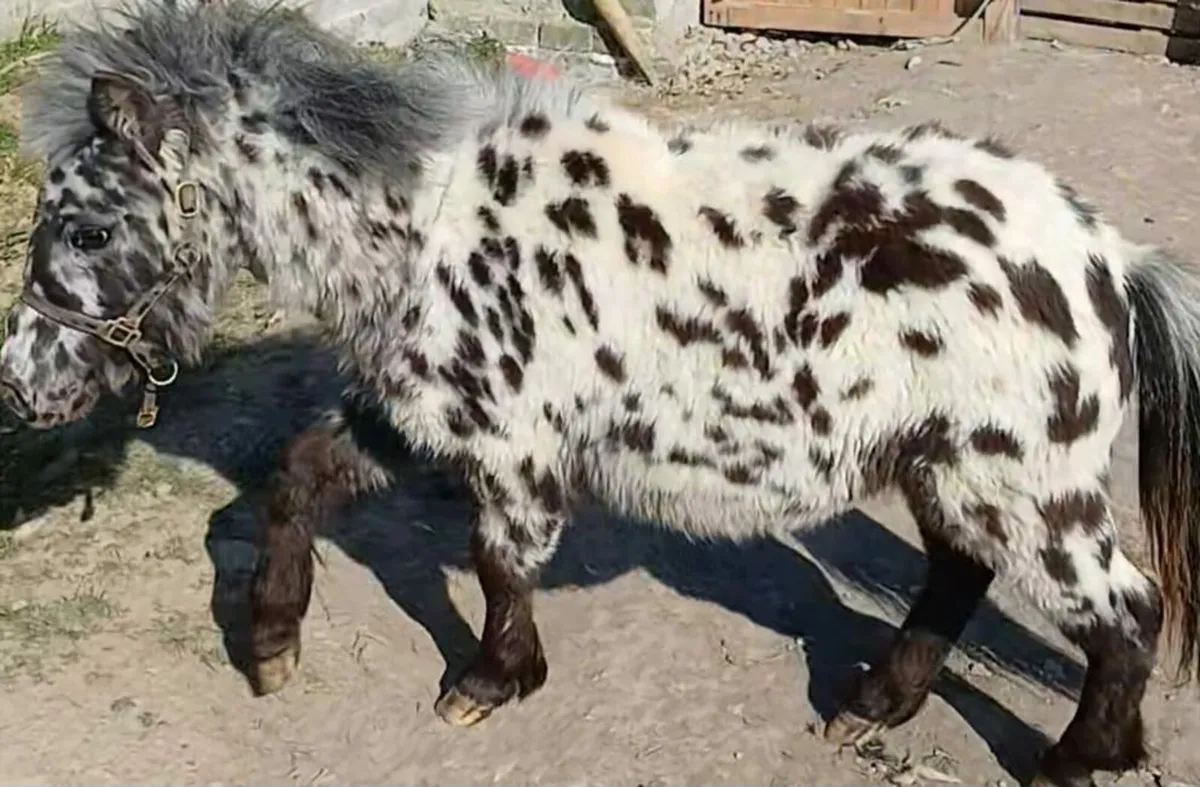 Miniature pony for STUD - Image 3