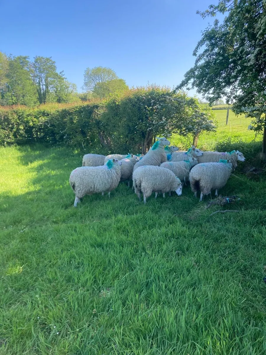 20 ewe hogget lambs - Image 1