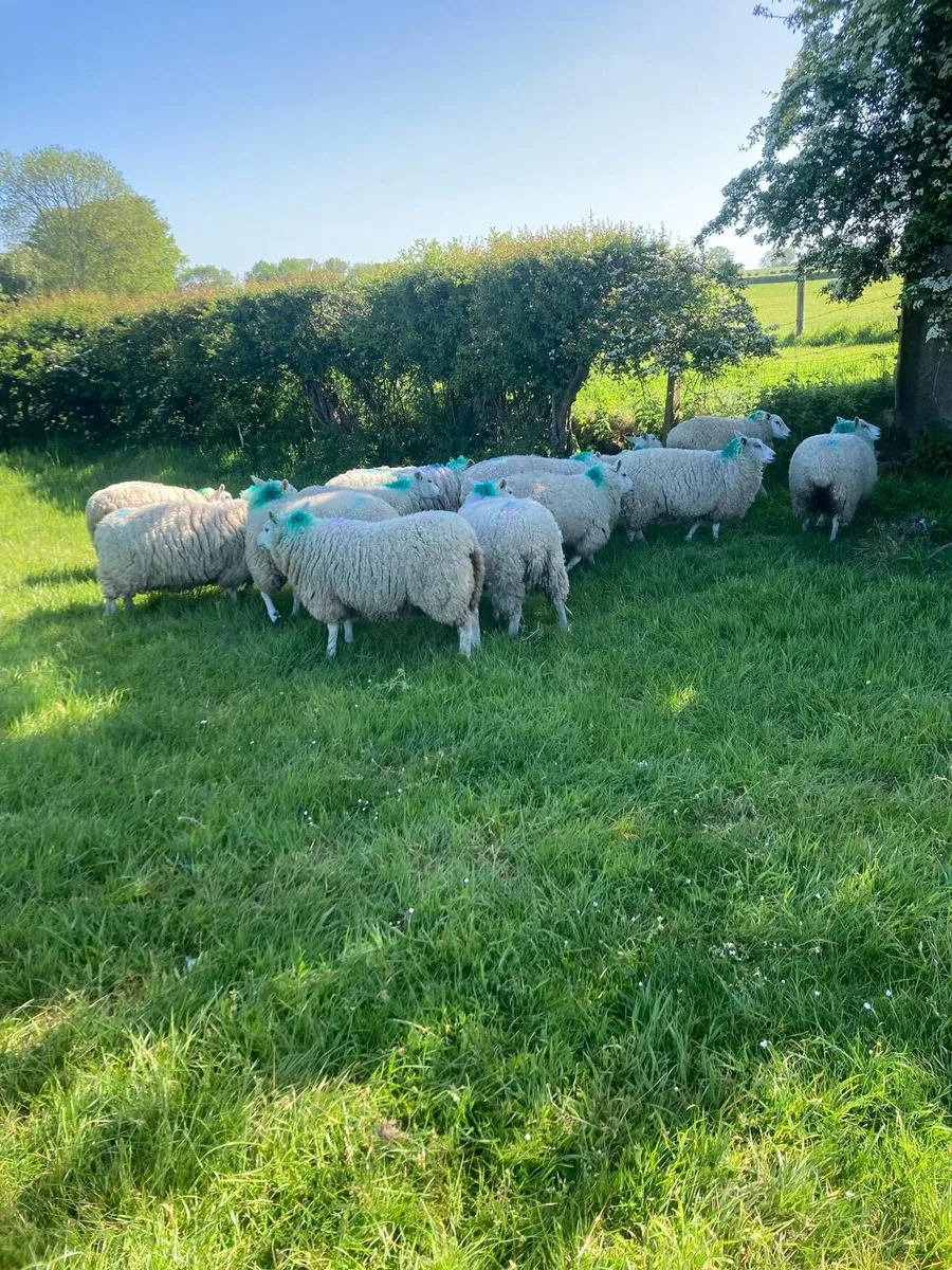 20 ewe hogget lambs - Image 2