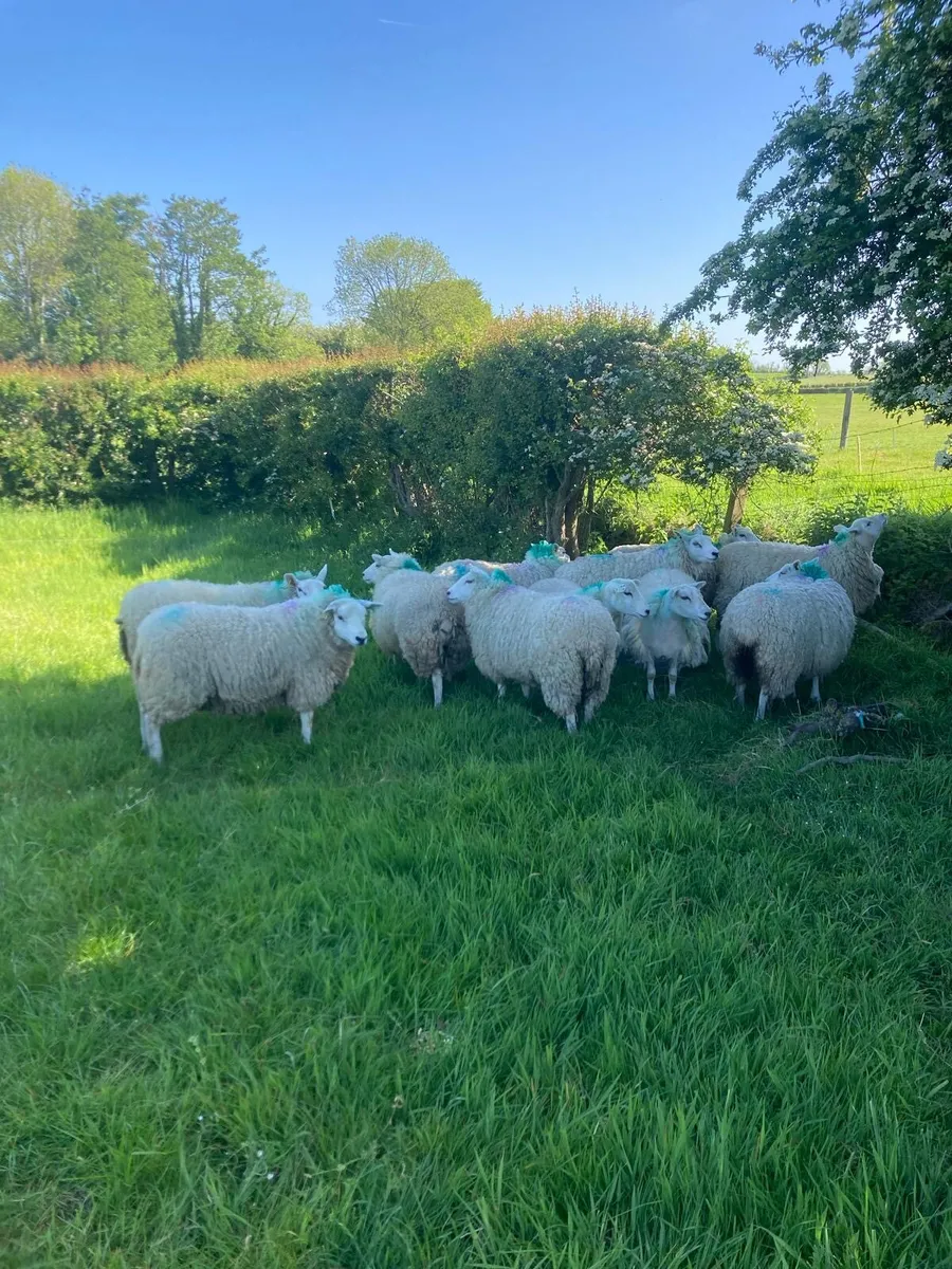 20 ewe hogget lambs - Image 3