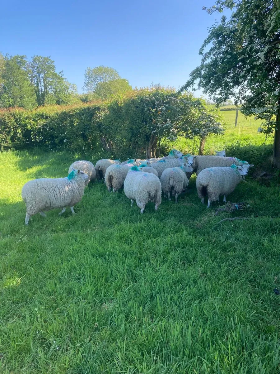 20 ewe hogget lambs - Image 4