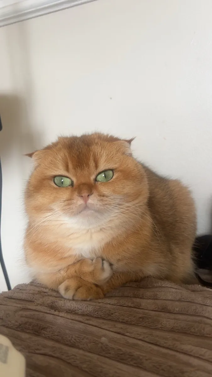Scottish fold female - Image 1