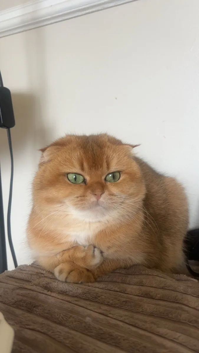 Scottish fold female - Image 2