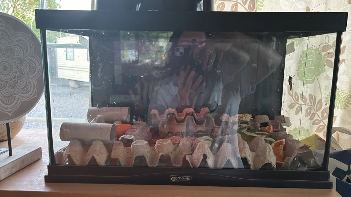 Leopard Gecko - Image 1