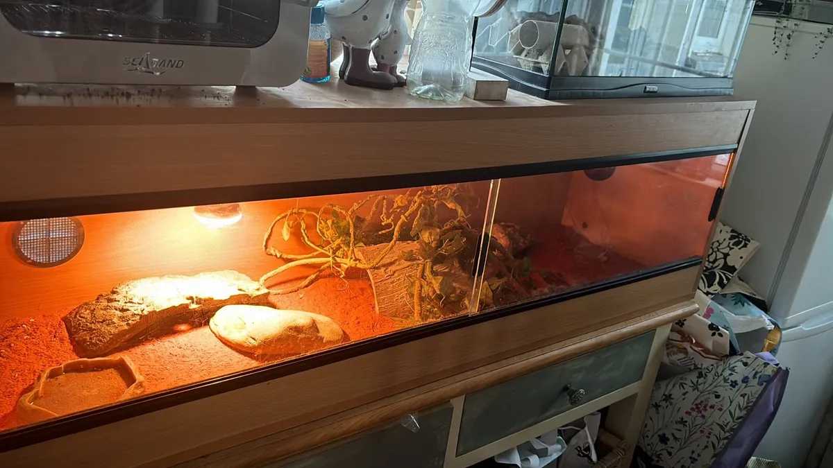 Leopard Gecko - Image 3