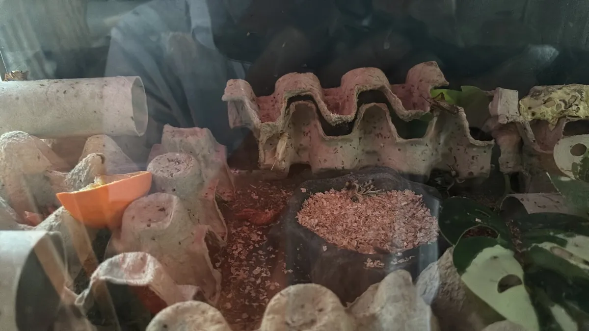 Leopard Gecko - Image 4