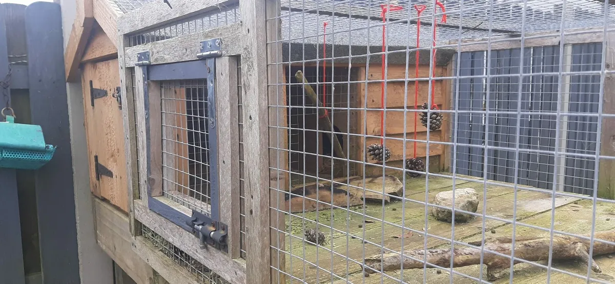 Rabbit pet hut - Image 4