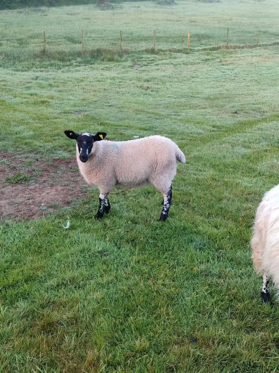Organic lambs - Image 2