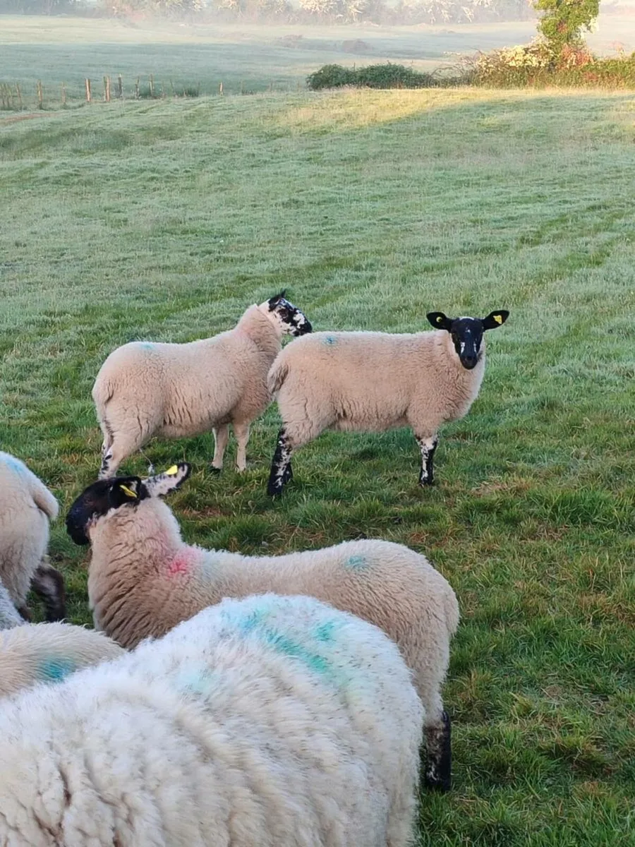Organic lambs - Image 3
