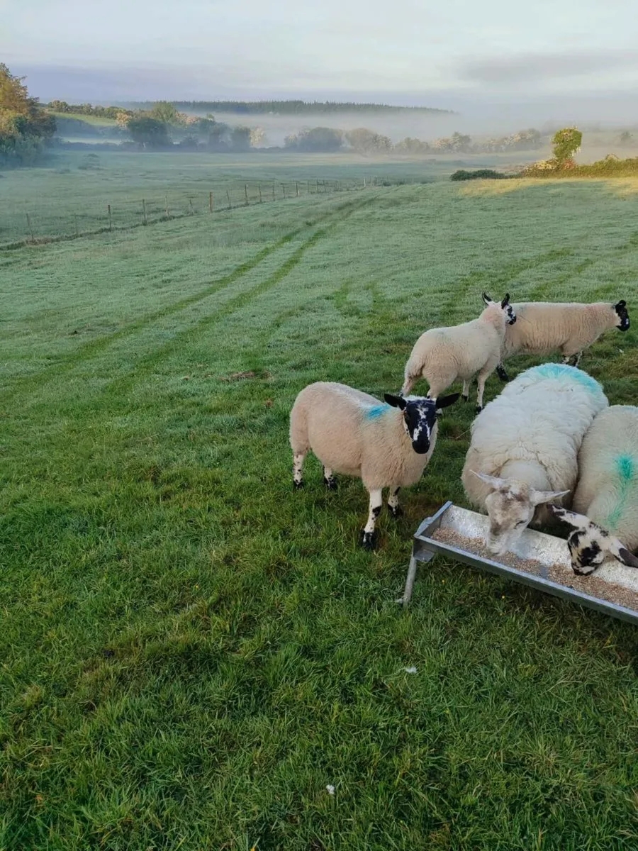 Organic lambs - Image 1