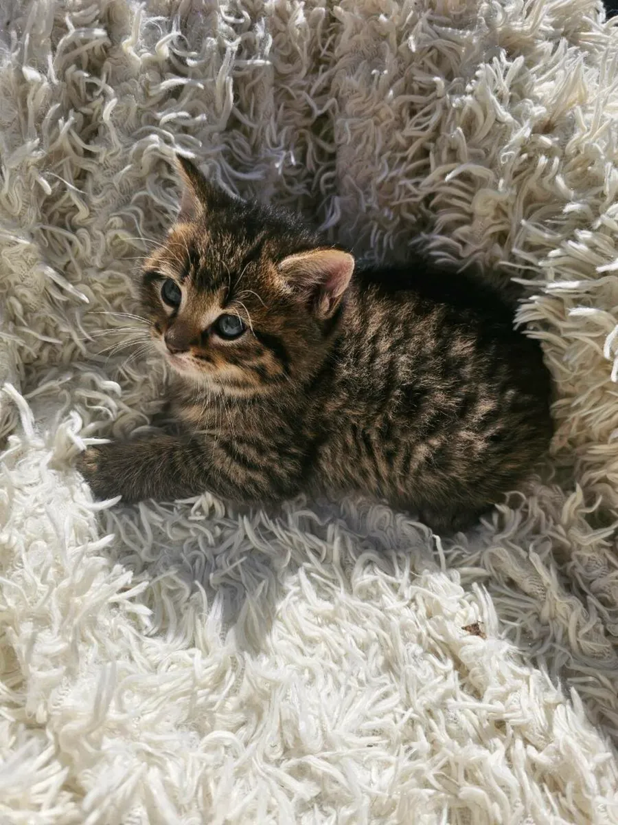 Kittens - Image 2
