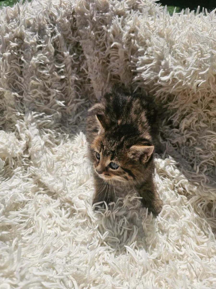 Kittens - Image 4