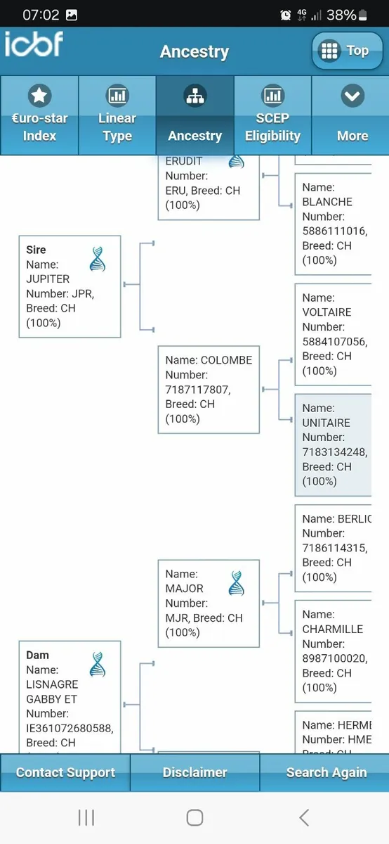 CHAROLAIS BULL HIRE - Image 2