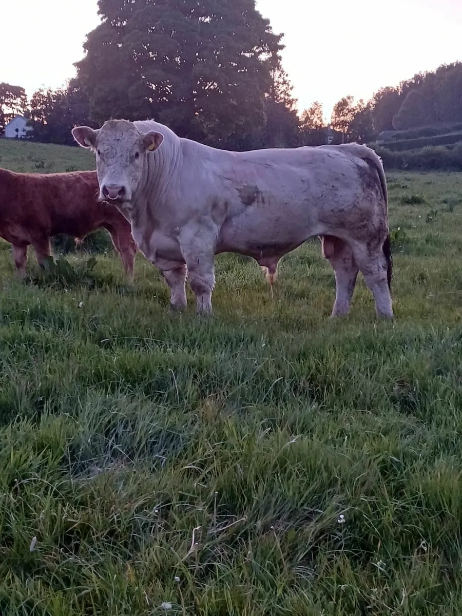 CHAROLAIS BULL HIRE - Image 1