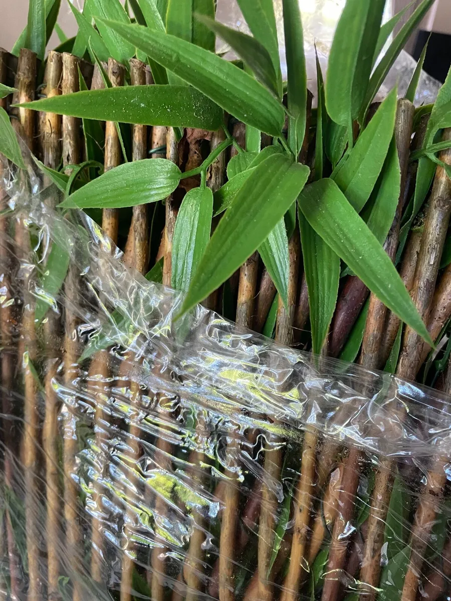 Garden trellis - Image 2