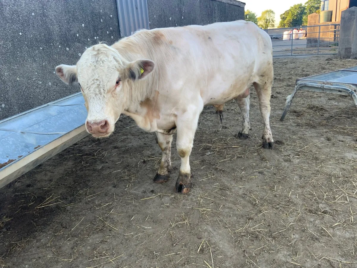 Shorthorn & Angus bulls for hire - Image 1