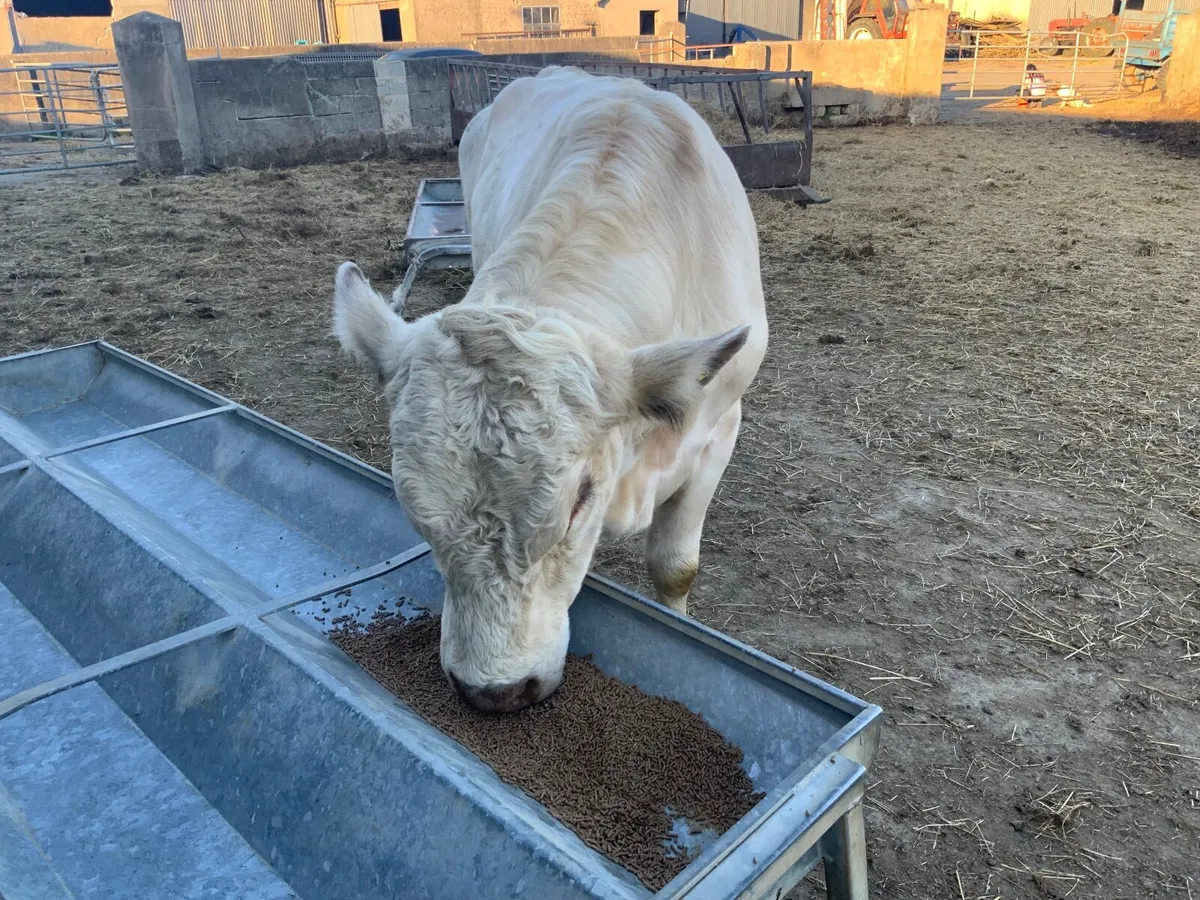 Shorthorn & Angus bulls for hire - Image 2