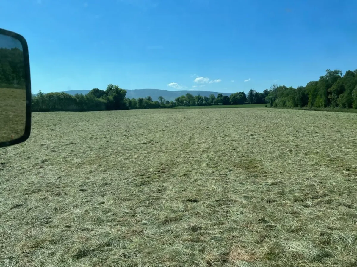 Round bales of hay - Image 1
