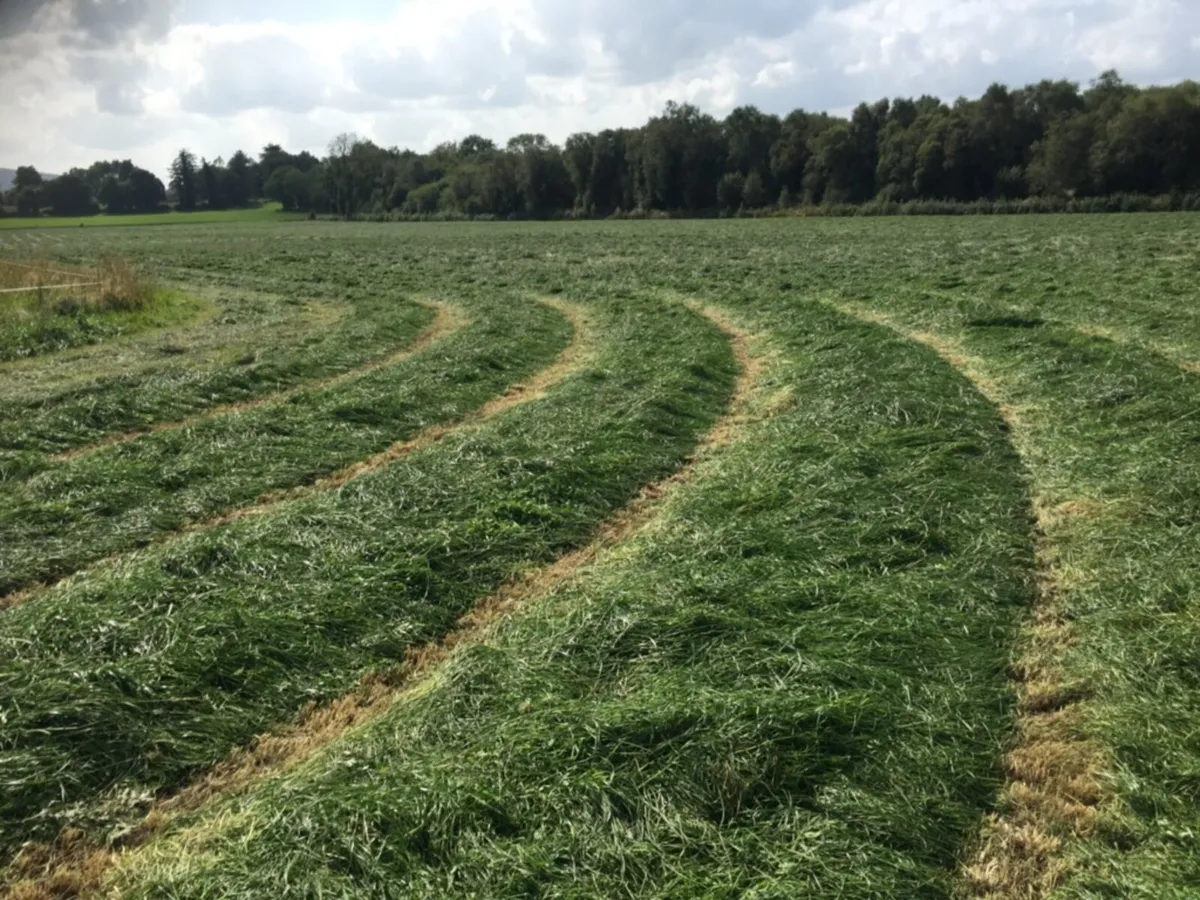 Round bales of hay - Image 2