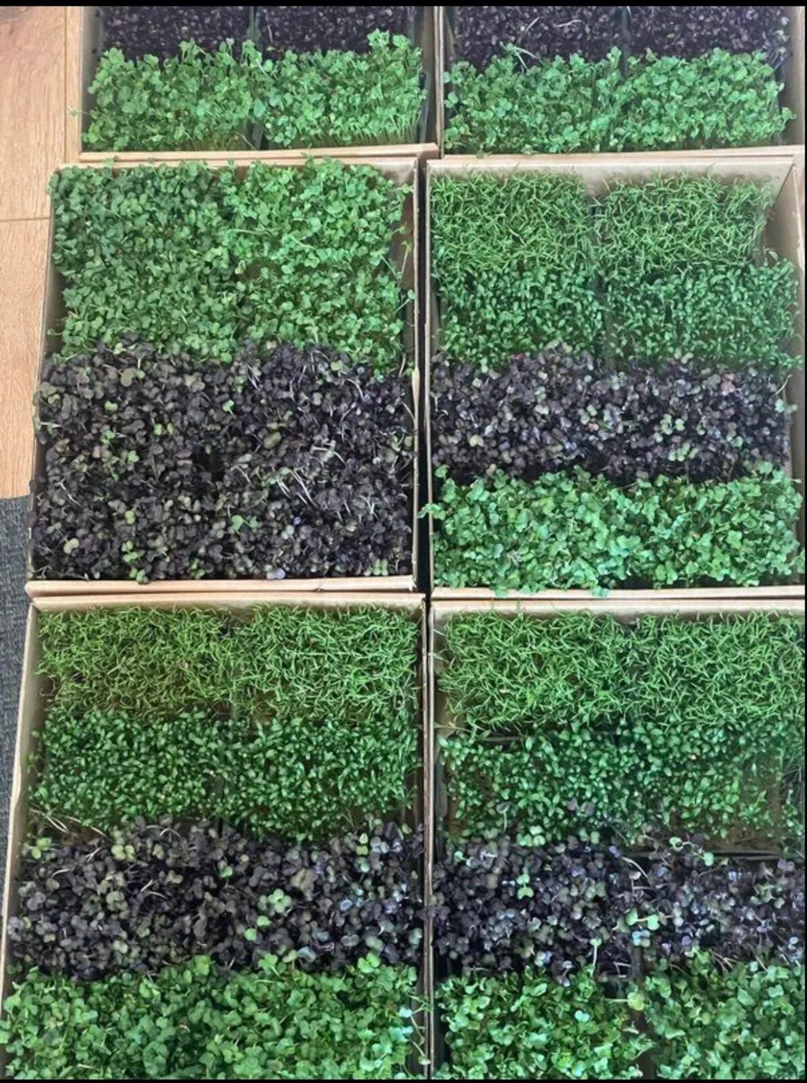 Vertical Farm Equipment - Image 2