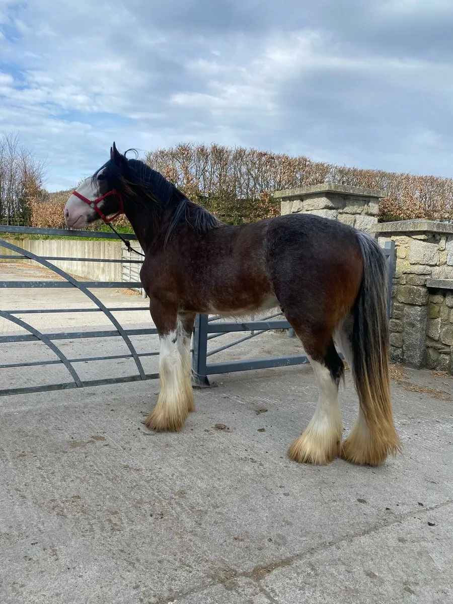 Rising 3 year old full horse. - Image 2