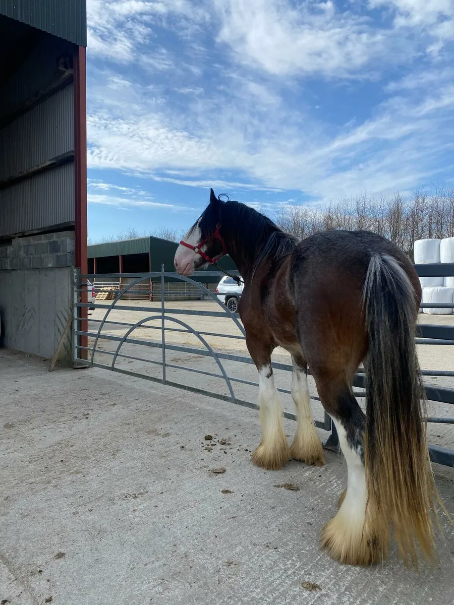 Rising 3 year old full horse. - Image 3