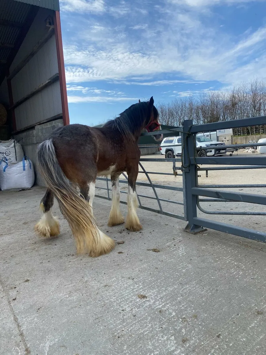 Rising 3 year old full horse. - Image 4
