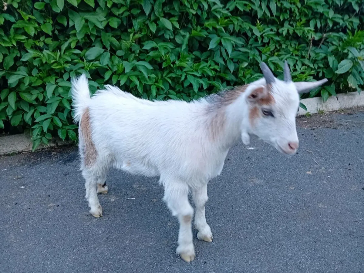 Pygmy cross goat girl - Image 2