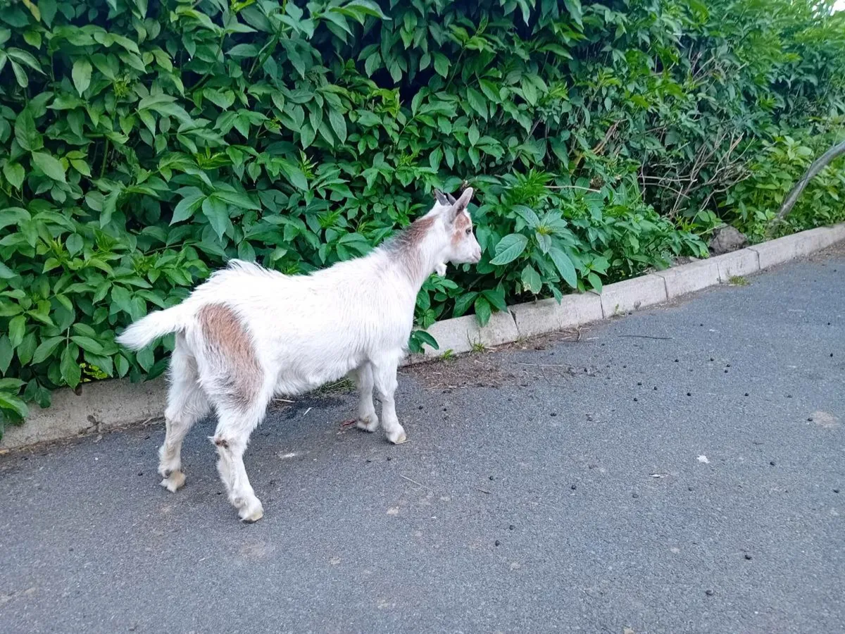 Pygmy cross goat girl - Image 3