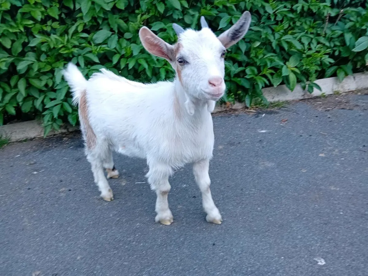 Pygmy cross goat girl - Image 1