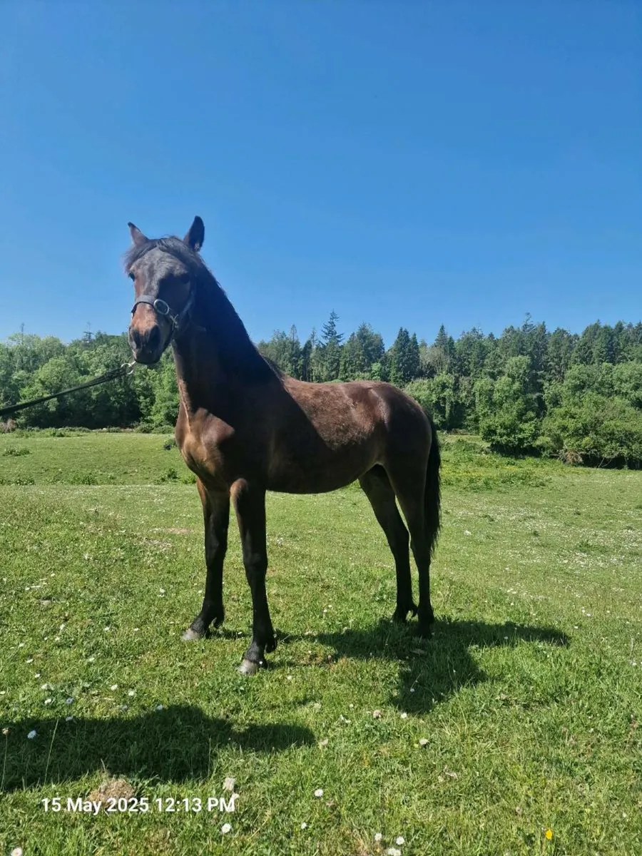 Connemara pony - Image 2