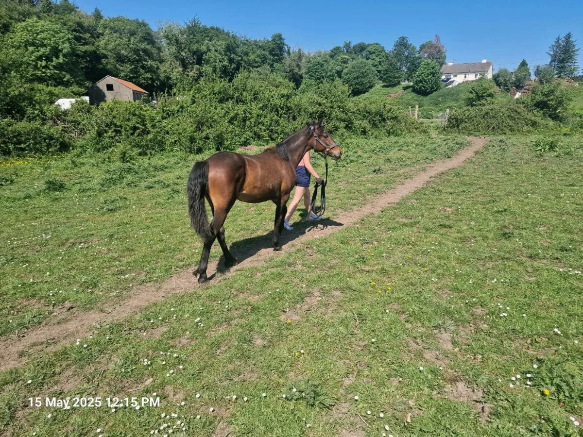 Connemara pony - Image 3