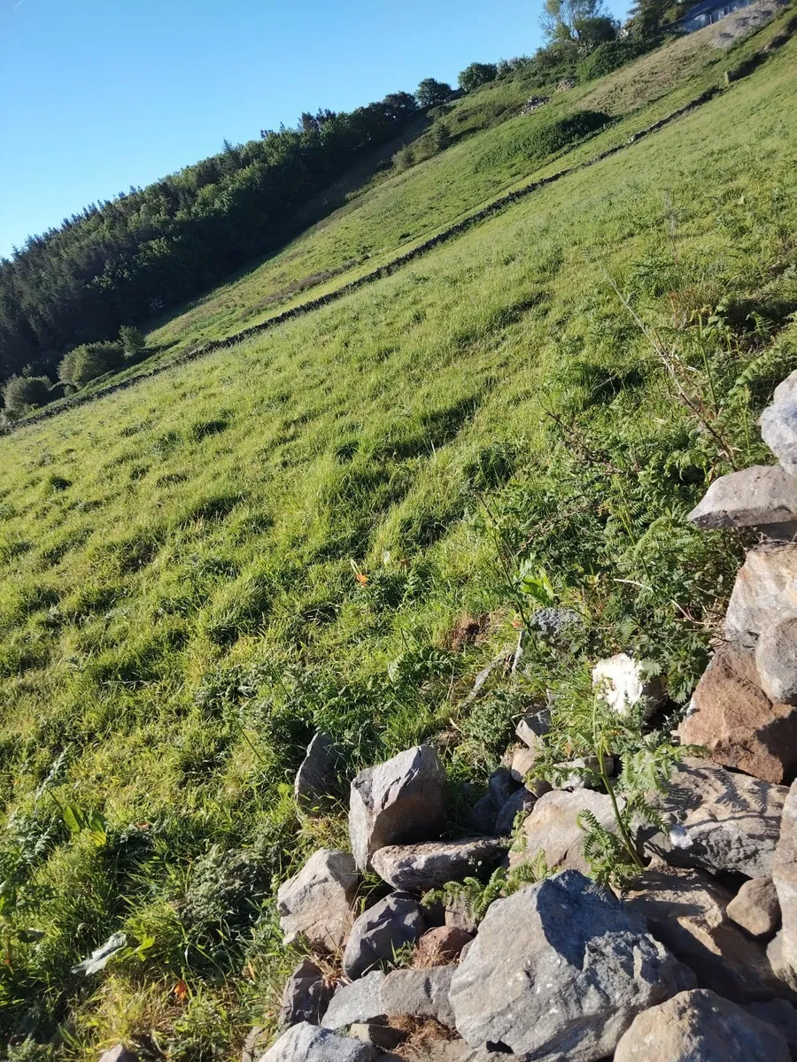 Short Term Grazing for Sheep - Image 4