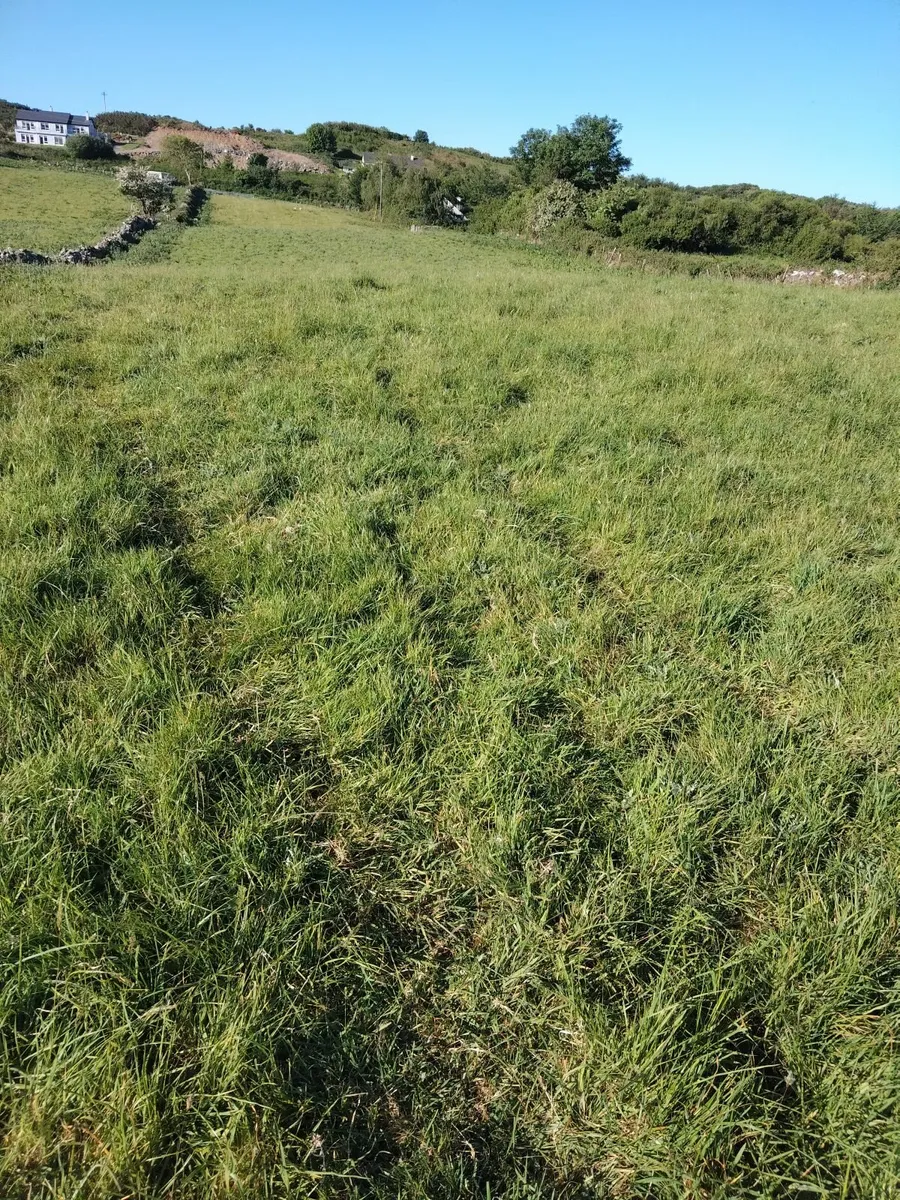 Short Term Grazing for Sheep - Image 1