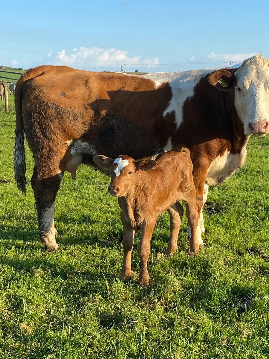 Simmental Cow and Heifer Calf - Image 1