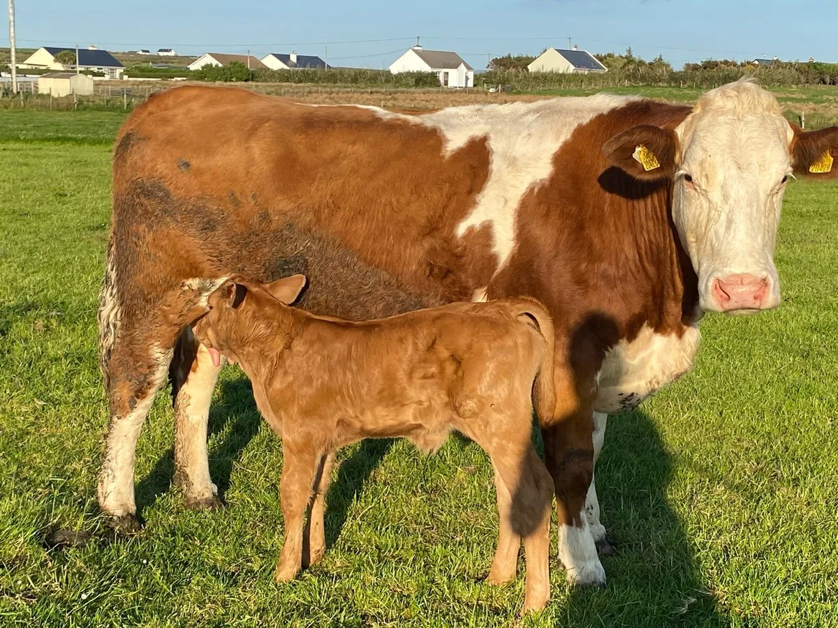 Simmental Cow and Heifer Calf - Image 3