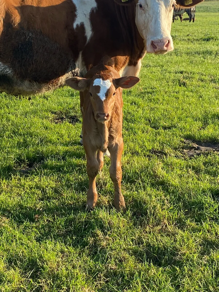 Simmental Cow and Heifer Calf - Image 4