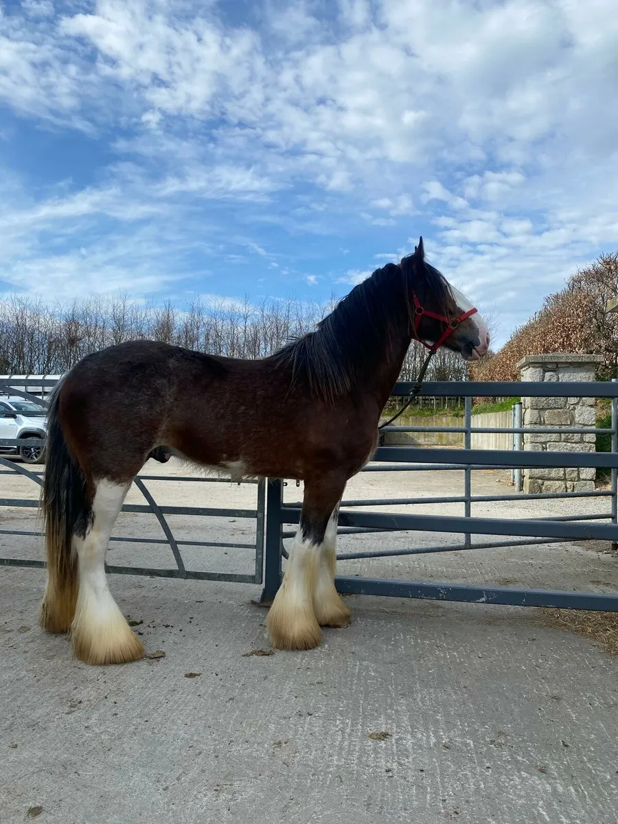 Rising 3 year old full horse. - Image 1