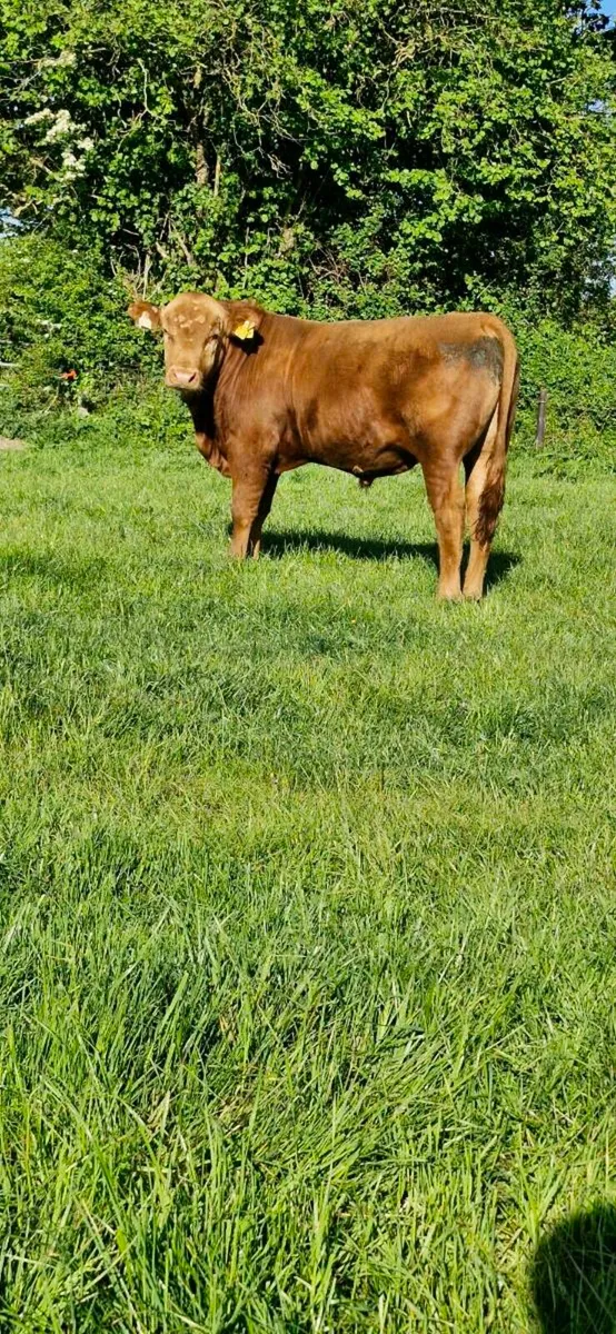 1 PBNR stabiliser bull for sale - Image 3