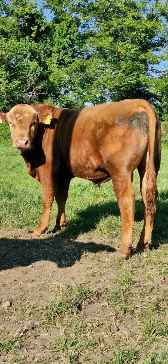 1 PBNR stabiliser bull for sale - Image 1