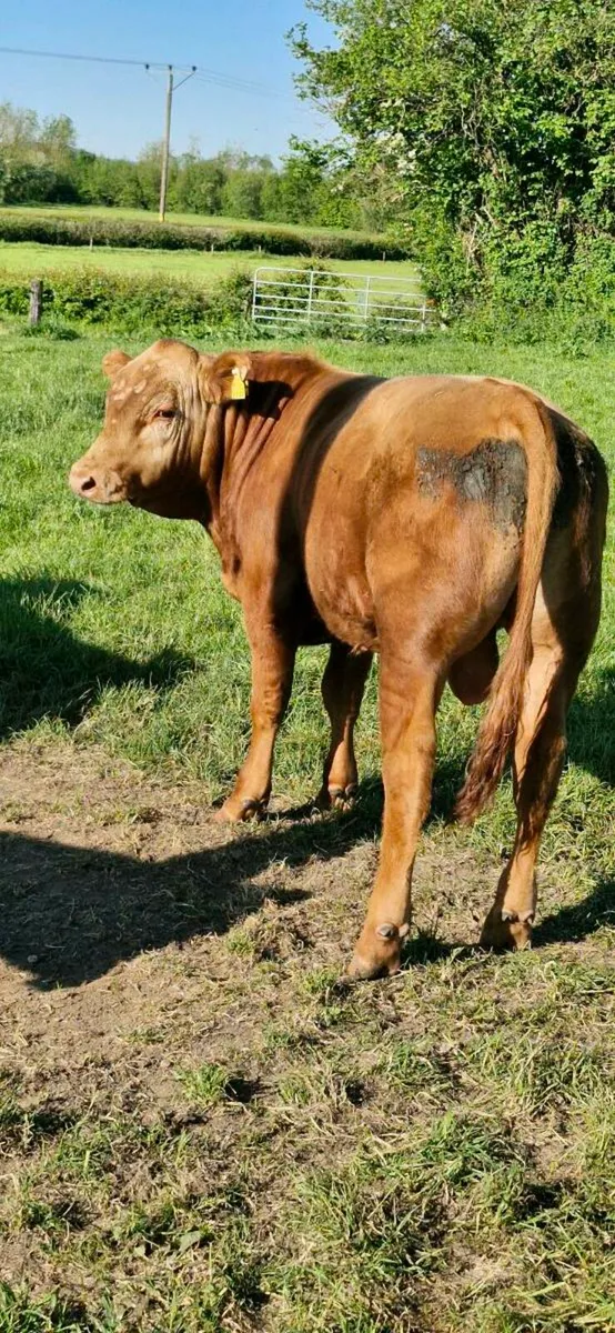 1 PBNR stabiliser bull for sale - Image 2