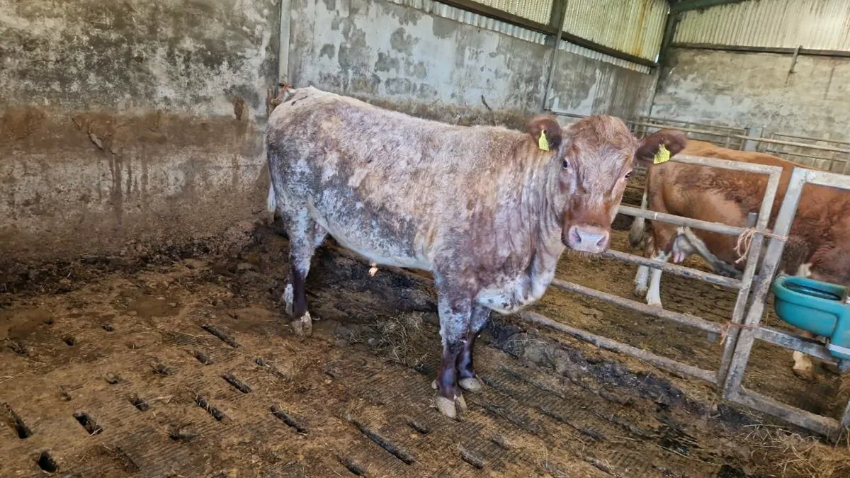 Roan heifer