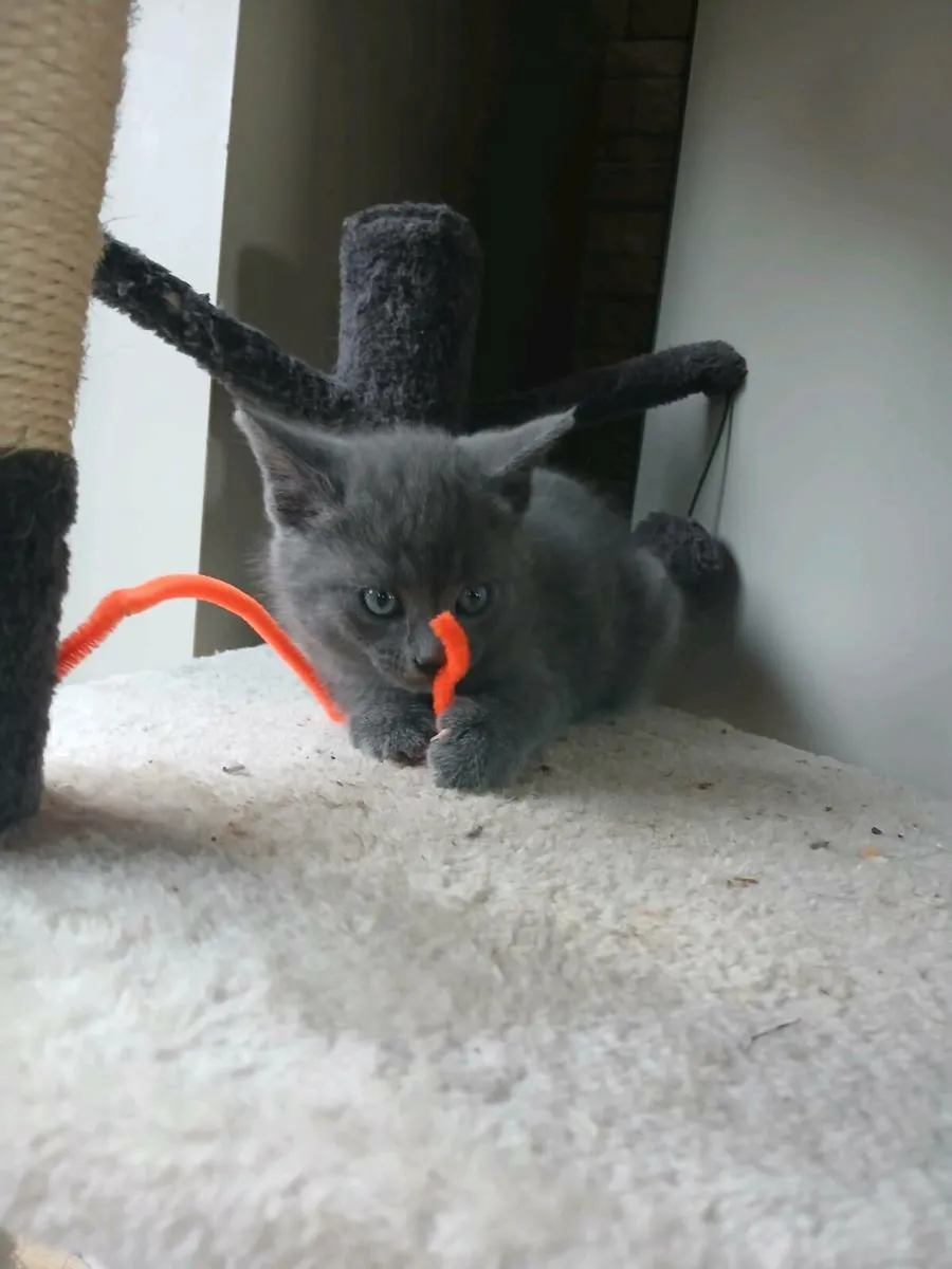 Beautiful kitten - Image 1