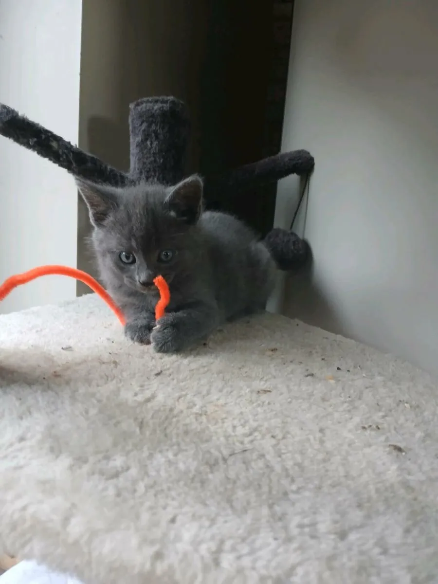 Beautiful kitten - Image 2
