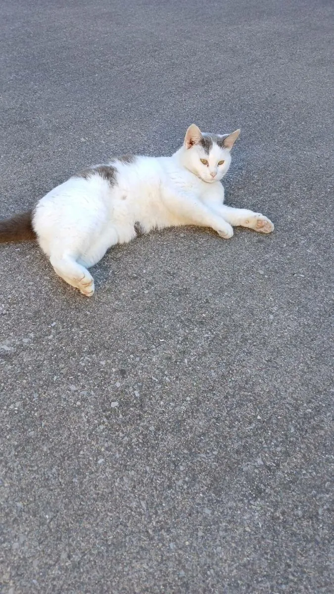 Beautiful kitten - Image 3