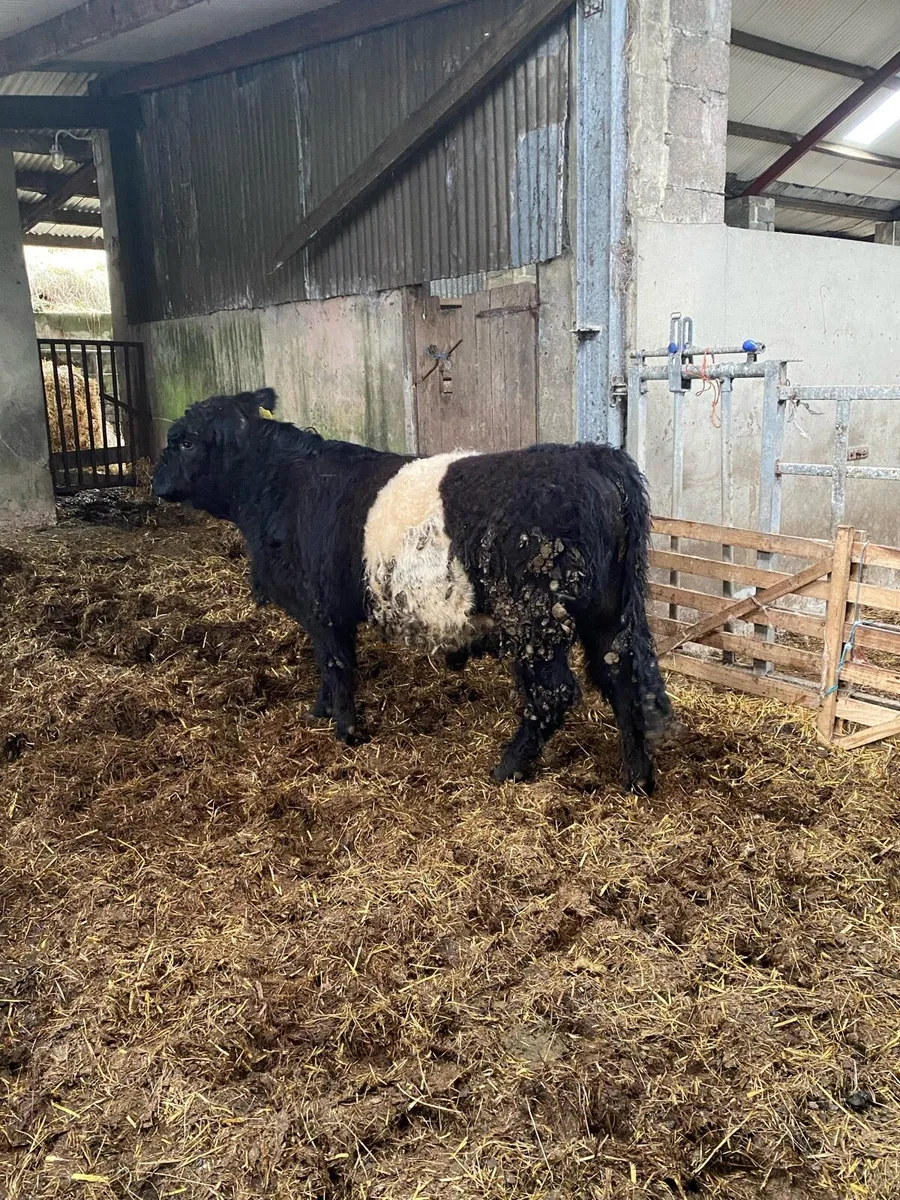 Belted Galloway bull - Image 1