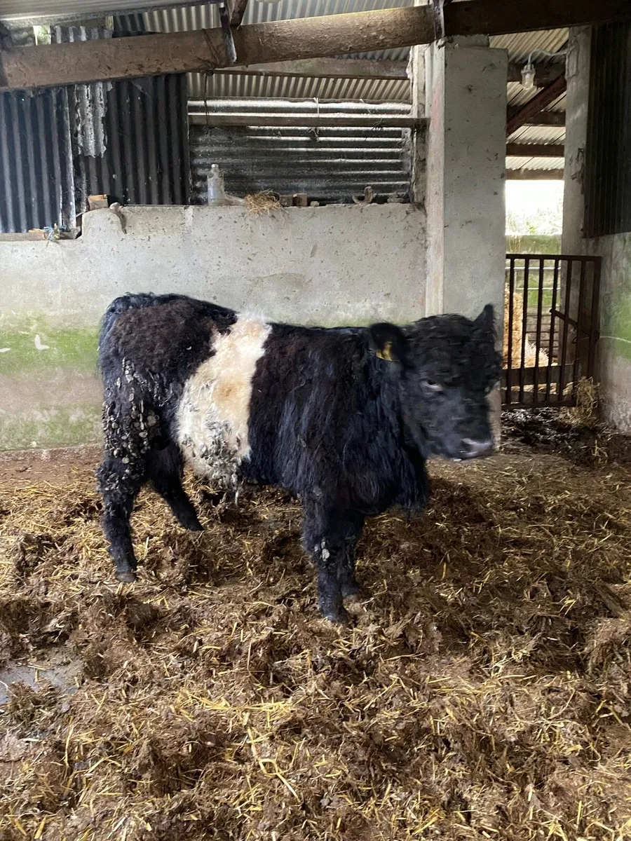 Belted Galloway bull - Image 2